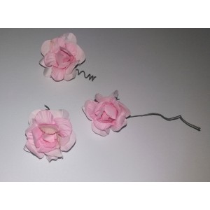Flor - Rosas de Color Rosa